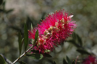 APII jpeg image of Callistemon 'Purple Splendour'  © contact APII