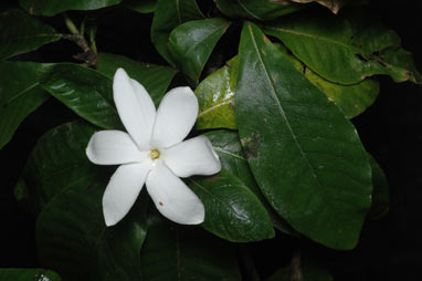 APII jpeg image of Gardenia scabrella  © contact APII