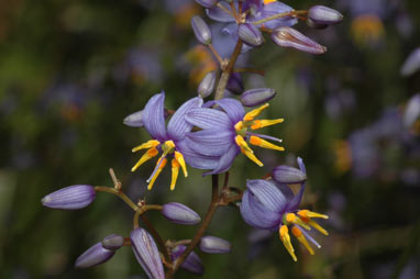 APII jpeg image of Dianella caerulea  © contact APII