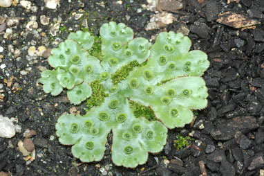 APII jpeg image of Marchantia  © contact APII