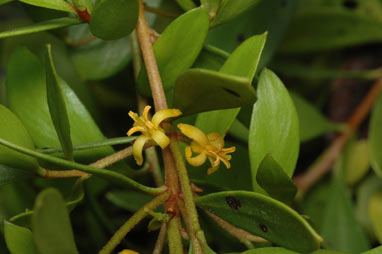 APII jpeg image of Persoonia procumbens  © contact APII