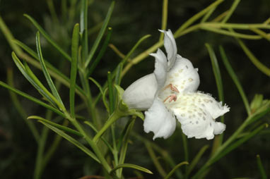 APII jpeg image of Eremophila polyclada  © contact APII