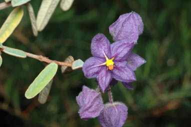 APII jpeg image of Keraudrenia integrifolia  © contact APII