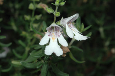 APII jpeg image of Prostanthera monticola  © contact APII