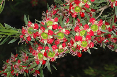 APII jpeg image of Leptospermum spectabile  © contact APII