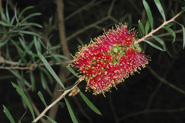 APII jpeg image of Callistemon rugulosus  © contact APII