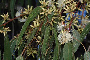 APII jpeg image of Eucalyptus amplifolia  © contact APII