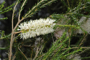 APII jpeg image of Melaleuca hamulosa  © contact APII