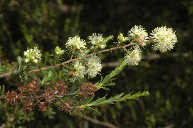 APII jpeg image of Kunzea bracteolata  © contact APII