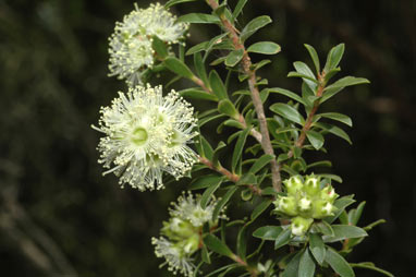 APII jpeg image of Kunzea bracteolata  © contact APII