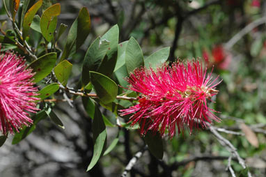 APII jpeg image of Callistemon citrinus 'Demesne Rowena'  © contact APII