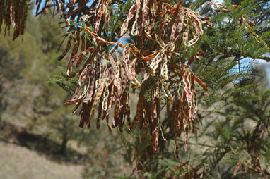 APII jpeg image of Acacia mearnsii  © contact APII