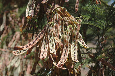 APII jpeg image of Acacia mearnsii  © contact APII