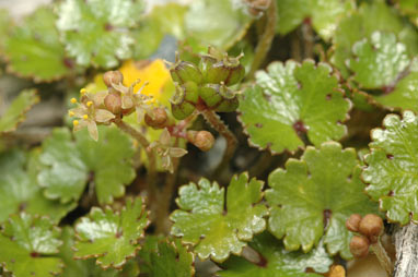 APII jpeg image of Hydrocotyle novae-zeelandiae  © contact APII