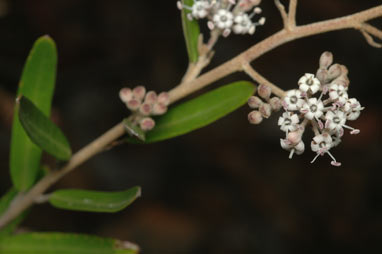 APII jpeg image of Astrotricha ledifolia  © contact APII