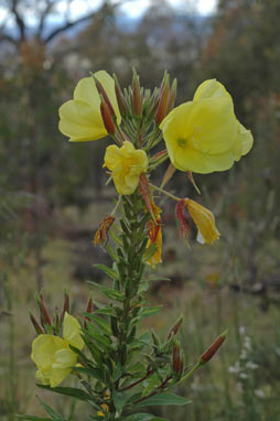 APII jpeg image of Oenothera glazioviana  © contact APII