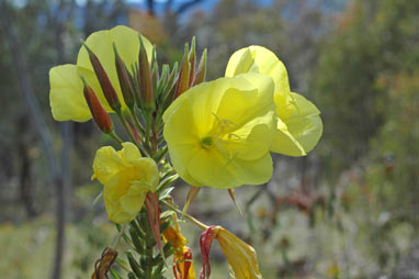 APII jpeg image of Oenothera glazioviana  © contact APII