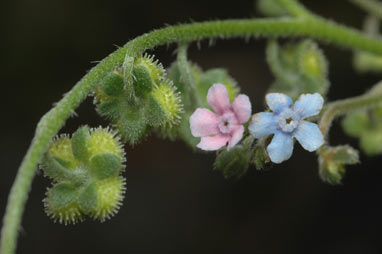 APII jpeg image of Cynoglossum australe  © contact APII