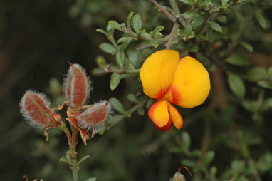 APII jpeg image of Mirbelia oxylobioides  © contact APII