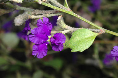 APII jpeg image of Dampiera purpurea  © contact APII