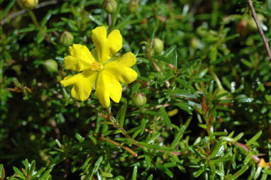 APII jpeg image of Hibbertia pedunculata  © contact APII