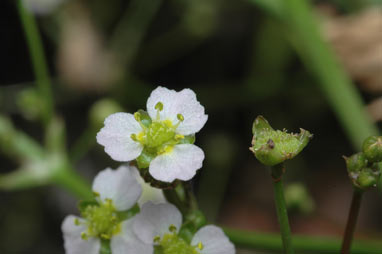 APII jpeg image of Alisma lanceolatum  © contact APII