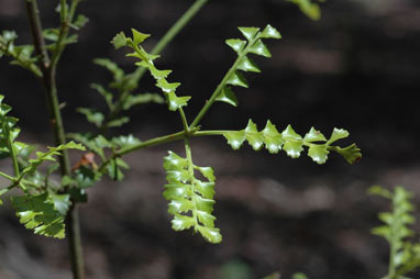 APII jpeg image of Phyllocladus trichomanoides  © contact APII