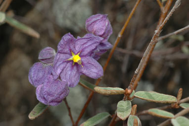 APII jpeg image of Keraudrenia integrifolia  © contact APII