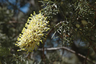 APII jpeg image of Hakea ednieana  © contact APII