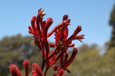 APII jpeg image of Anigozanthos 'Bush Dawn'  © contact APII