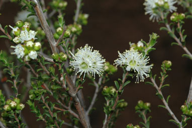 APII jpeg image of Kunzea parvifolia  © contact APII