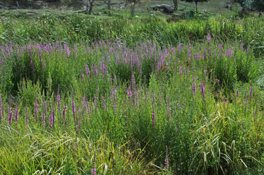 APII jpeg image of Lythrum salicaria  © contact APII