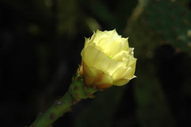 APII jpeg image of Opuntia schickendantzii  © contact APII