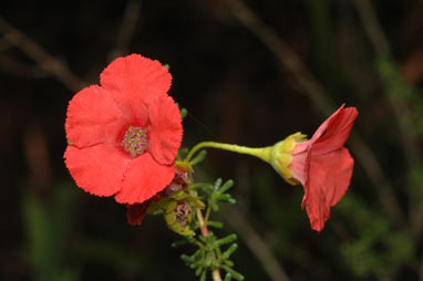 APII jpeg image of Pileanthus vernicosus  © contact APII