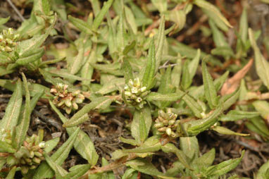 APII jpeg image of Persicaria prostrata  © contact APII