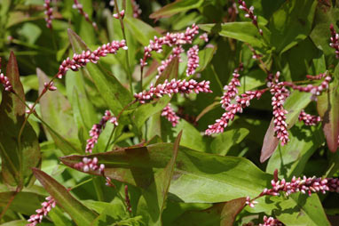 APII jpeg image of Persicaria decipiens  © contact APII