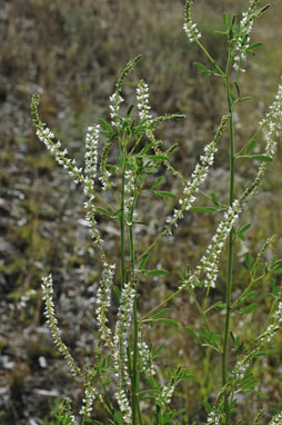 APII jpeg image of Melilotus albus  © contact APII