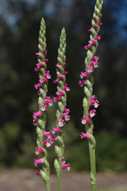 APII jpeg image of Spiranthes australis  © contact APII