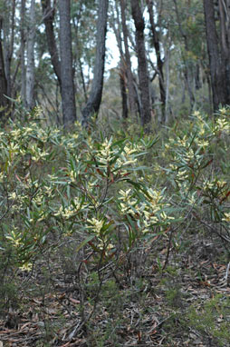 APII jpeg image of Acacia obtusifolia  © contact APII