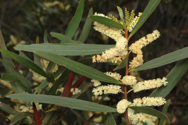 APII jpeg image of Acacia obtusifolia  © contact APII