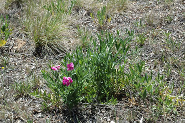 APII jpeg image of Lathyrus latifolius  © contact APII