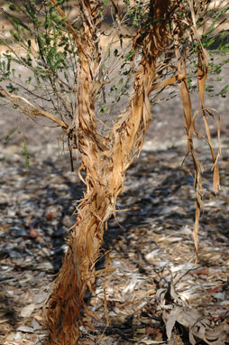 APII jpeg image of Micromyrtus grandis  © contact APII