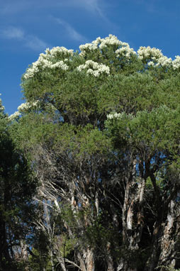 APII jpeg image of Melaleuca preissiana  © contact APII