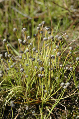 APII jpeg image of Eriocaulon scariosum  © contact APII