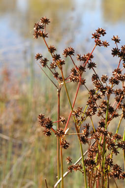 APII jpeg image of Juncus fockei  © contact APII