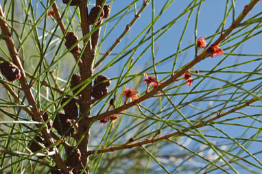 APII jpeg image of Allocasuarina portuensis  © contact APII