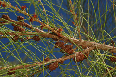 APII jpeg image of Allocasuarina portuensis  © contact APII