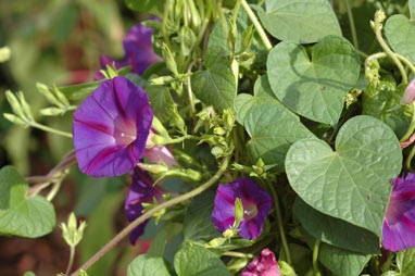 APII jpeg image of Ipomoea purpurea  © contact APII