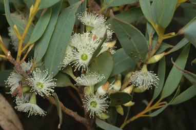 APII jpeg image of Eucalyptus ligulata subsp. stirlingica  © contact APII