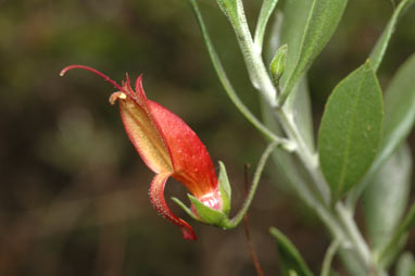 APII jpeg image of Eremophila decipiens  © contact APII